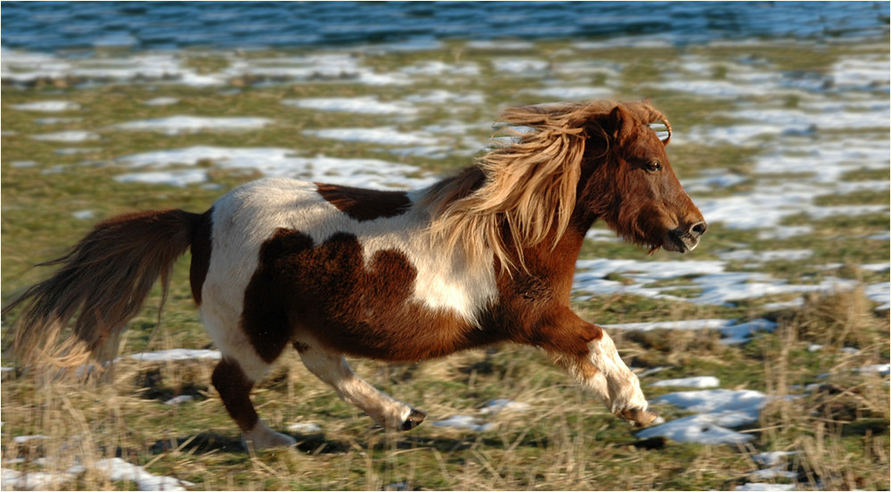 Mein Bearbeitungsversuch vom Foto "Sausewind" von Astrid Höfler