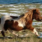 Mein Bearbeitungsversuch vom Foto "Sausewind" von Astrid Höfler