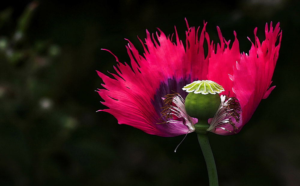 mein Beitrag in Sachen Mohn