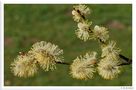 " Mein Beitrag zum Frühling " von Wolfgang Zerbst - Naturfoto