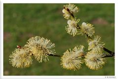 " Mein Beitrag zum Frühling "