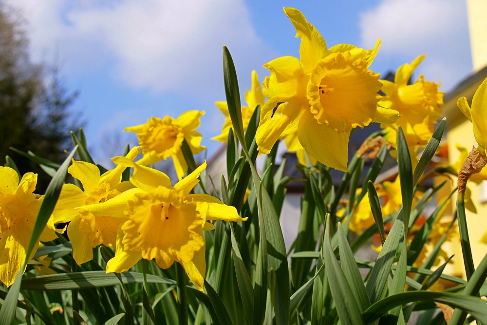 Mein Beitrag zum Frühling