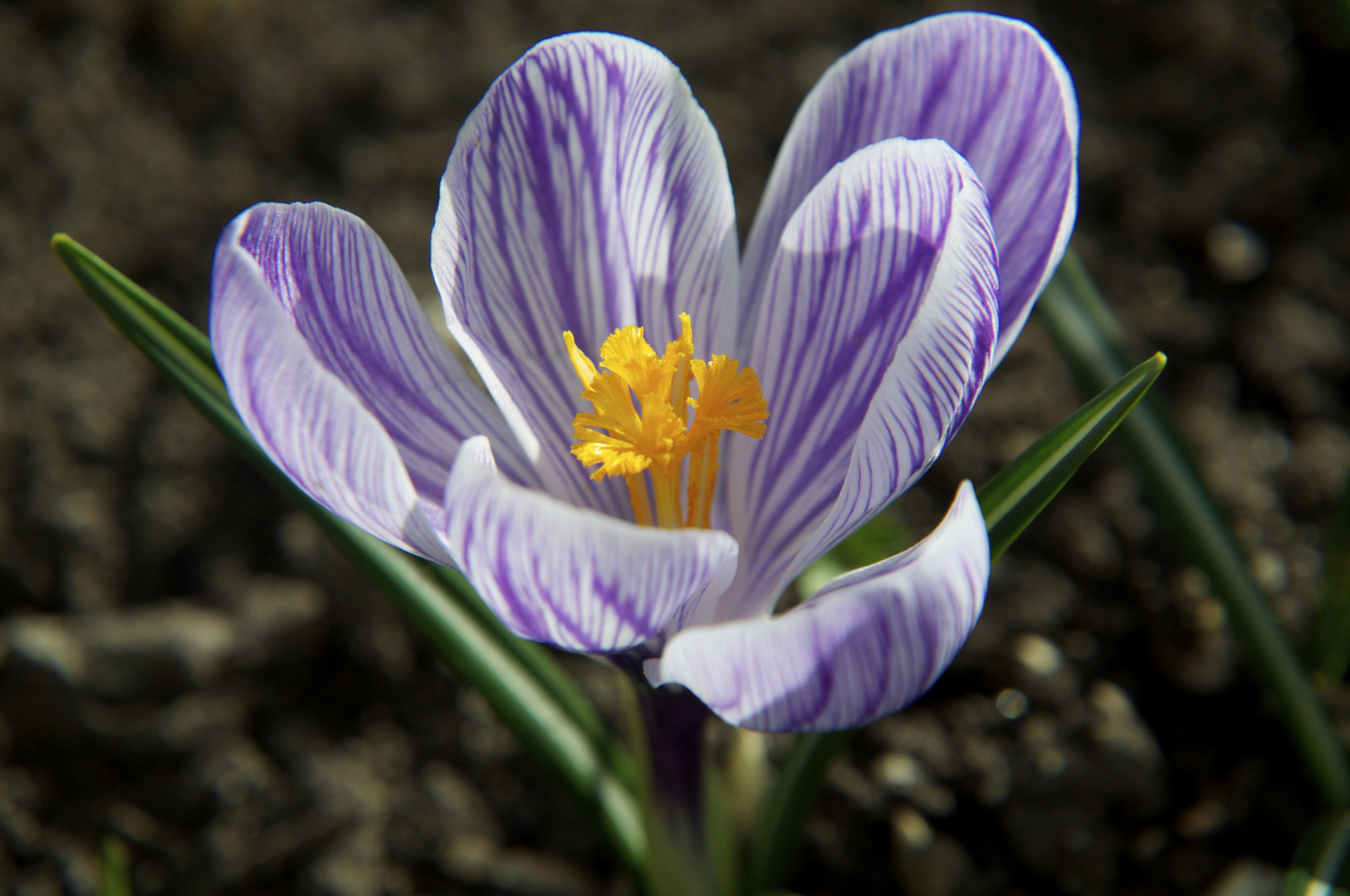 mein Beitrag zum Frühlingsbeginn