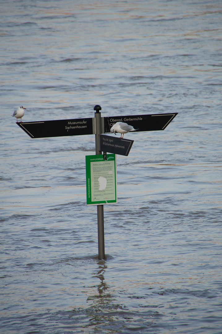 Mein Beitrag zum Hochwasser II