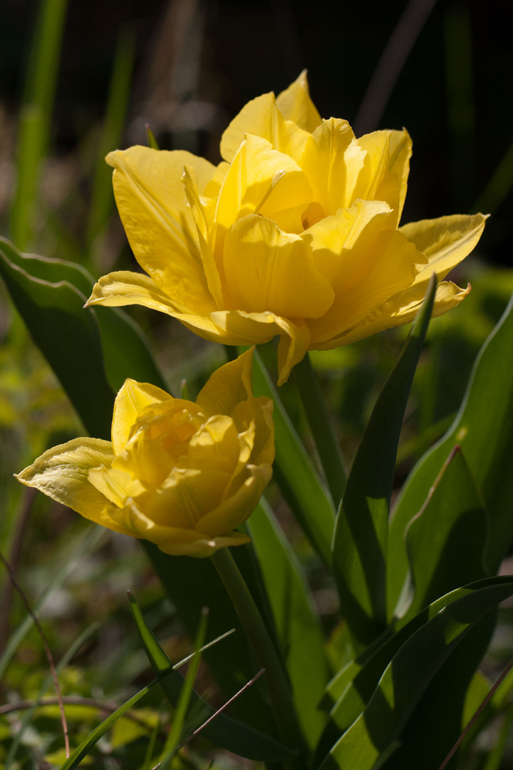 Mein Beitrag zum Muttertag(aus meinem Garten)