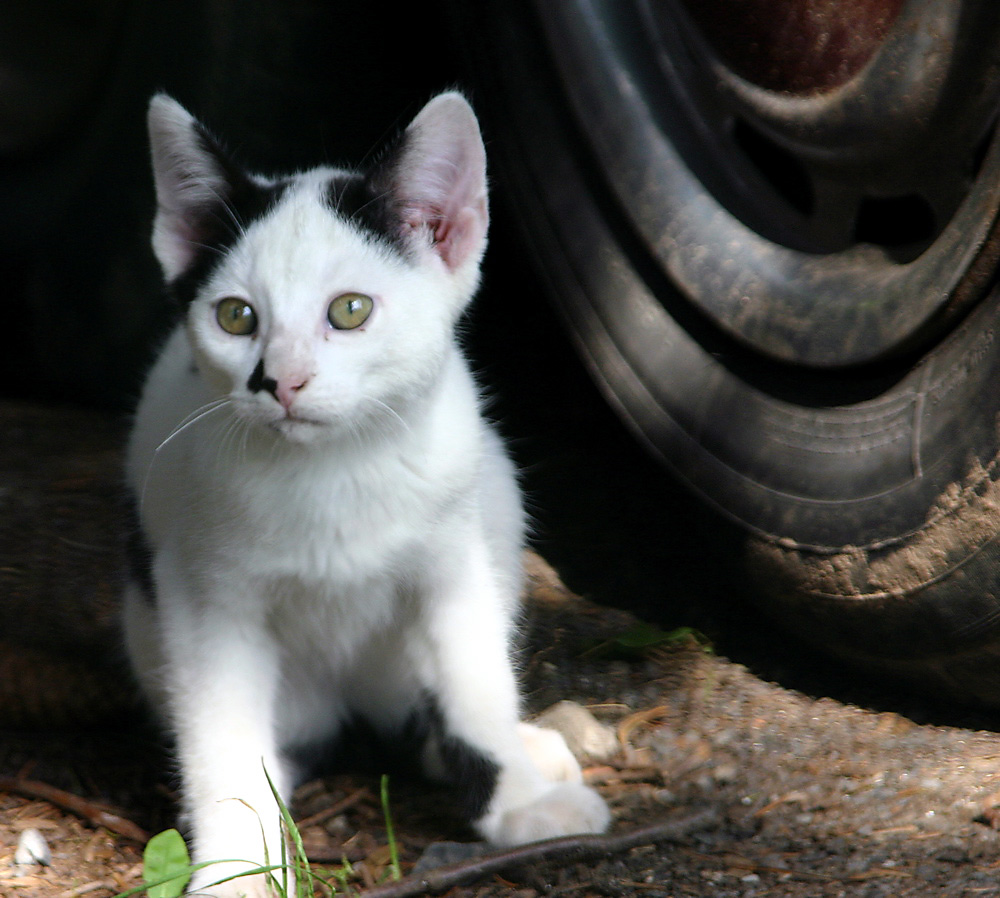 Mein Beitrag zum Thema Katzenkinder