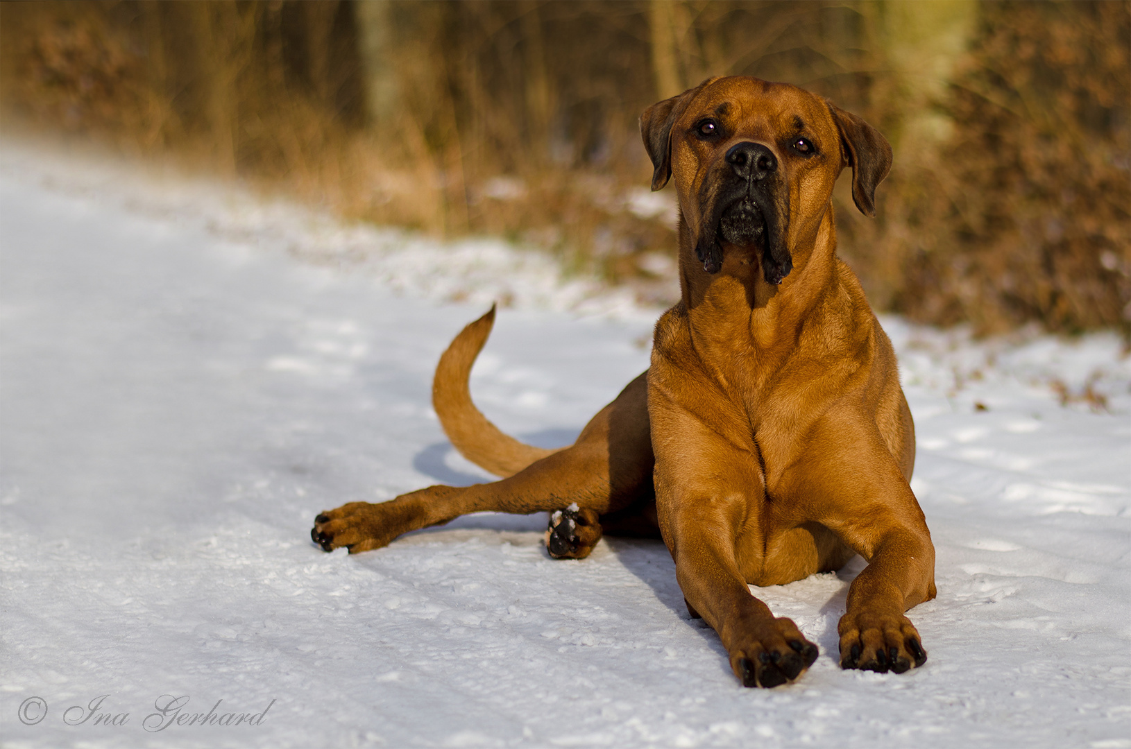 Mein Bengel im Schnee ...