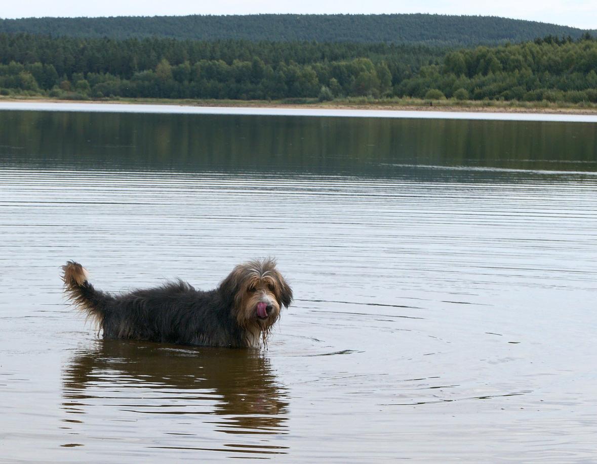 Mein Benny liebt das Wasser