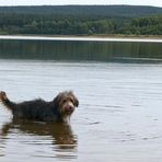 Mein Benny liebt das Wasser