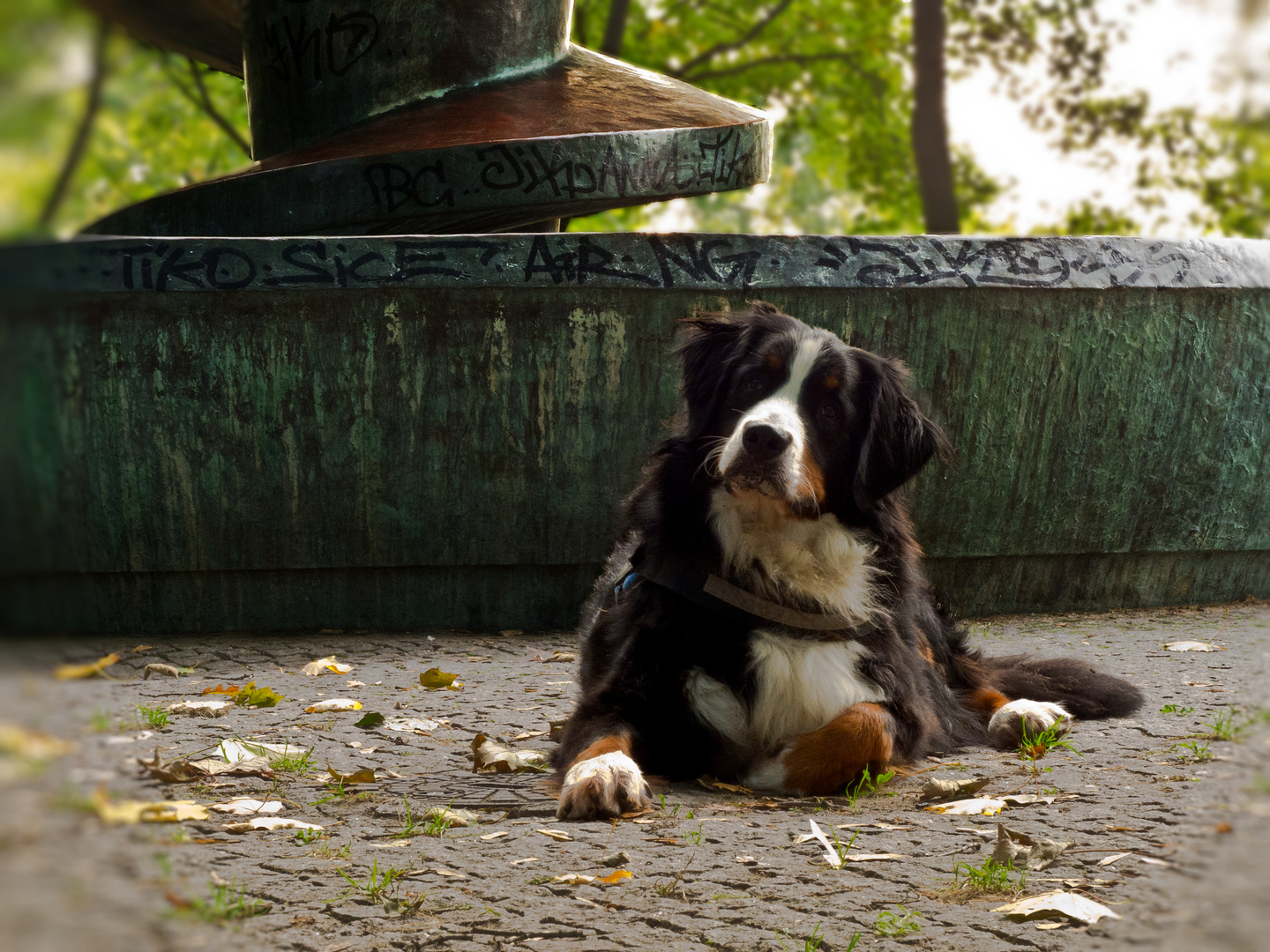 Mein Berner....