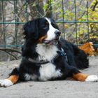 Mein Berner Sennenhund