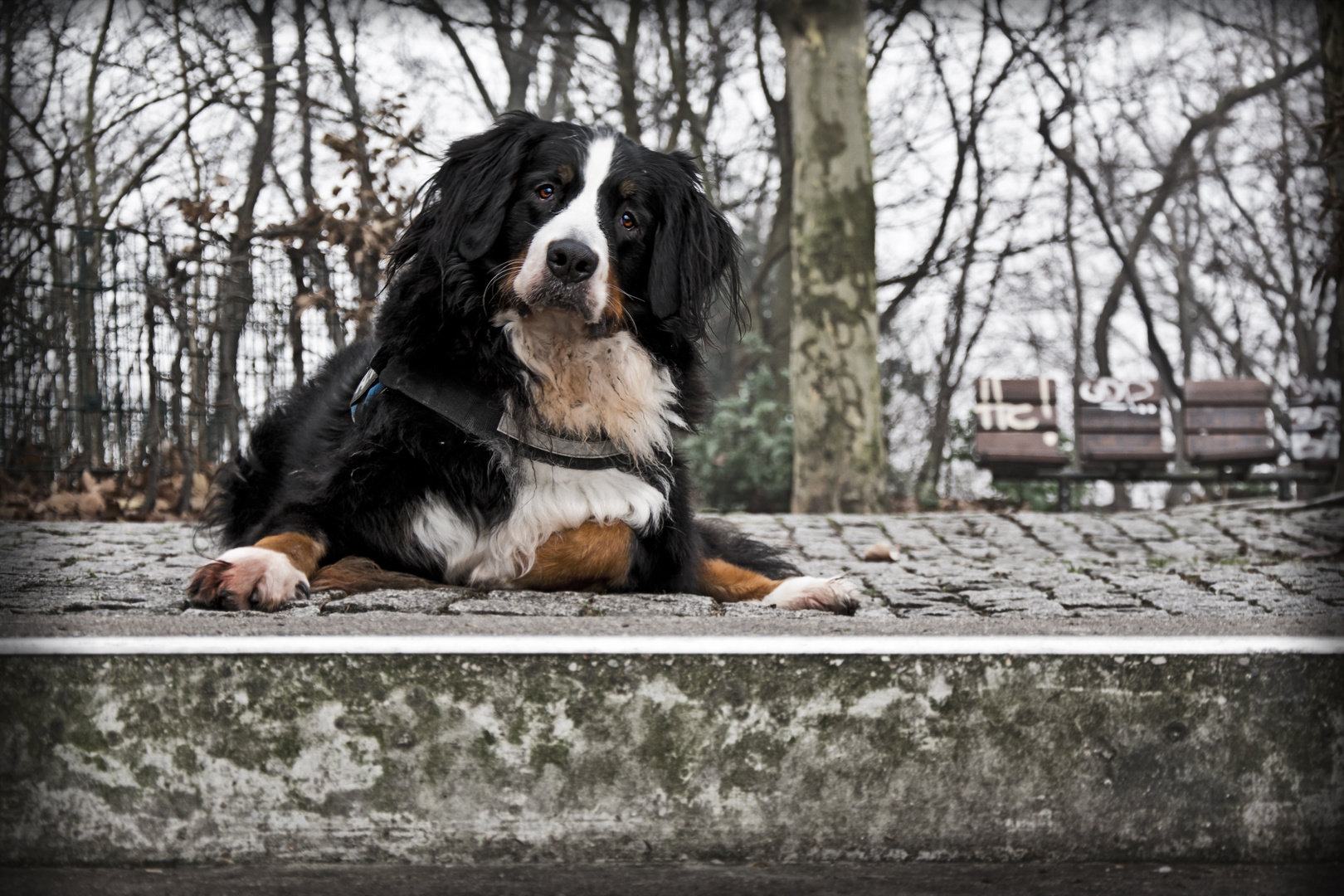 Mein Berner Sennenmädchen....