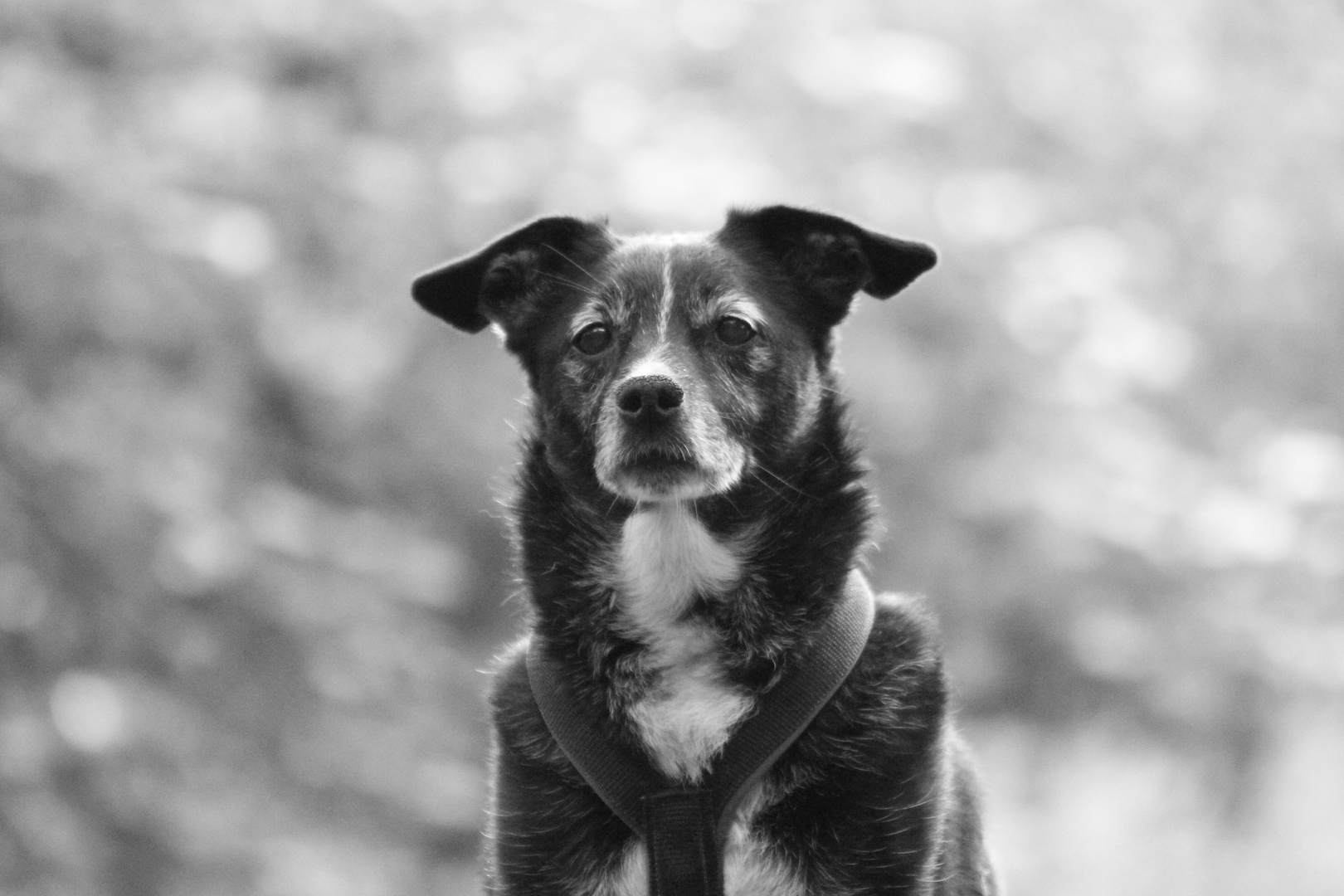 Mein bester Freund Foto & Bild youth, hund, haustier Bilder auf