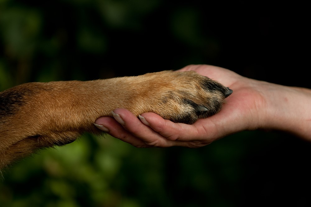 Hund Bester Freund