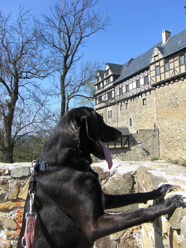 Mein bester Freund auf der Burg Falkenstein