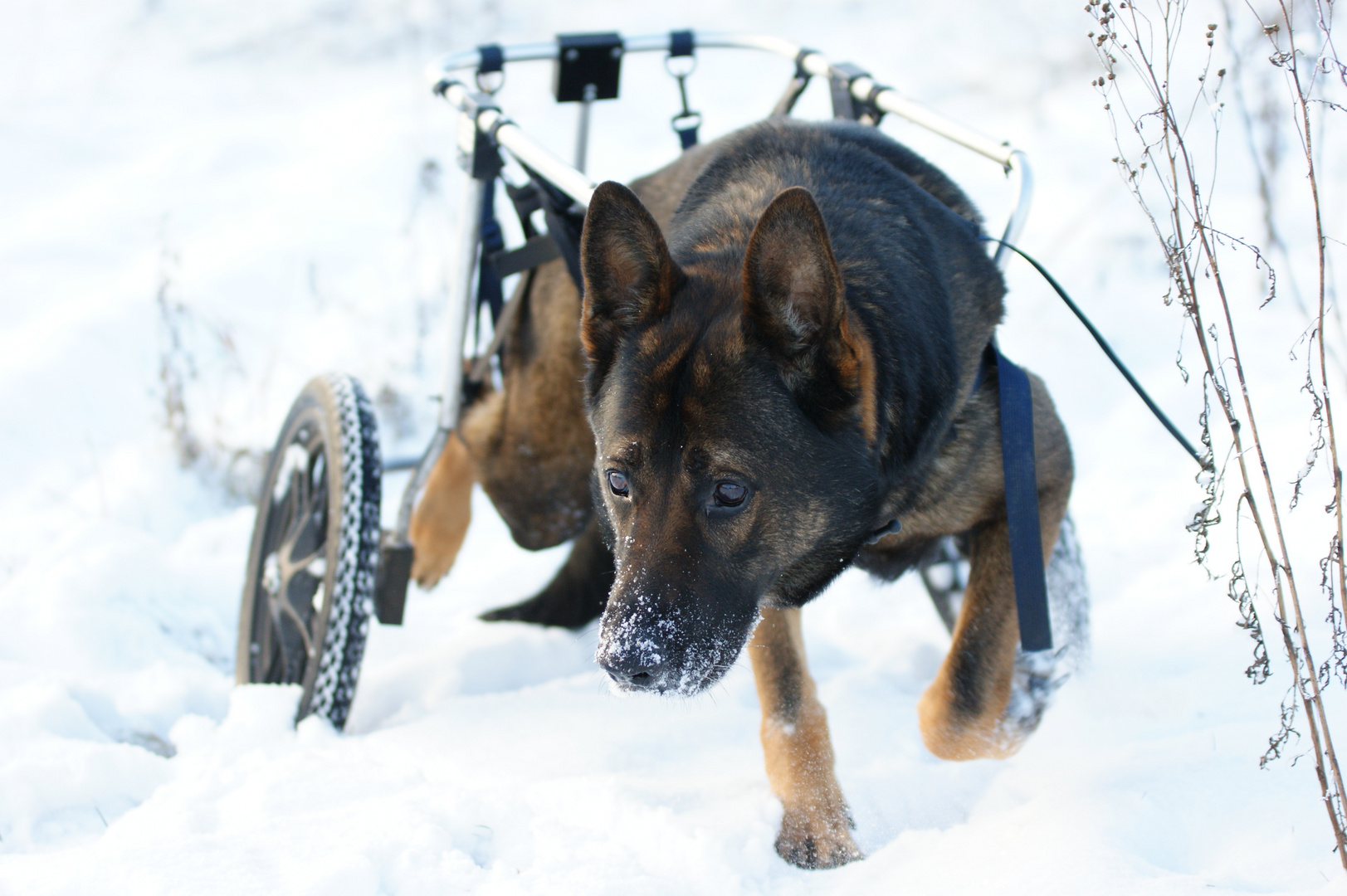 Mein bester Freund Cliff in seinem letzten Winter