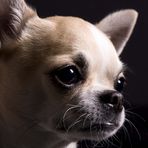 Mein bester Freund Hurri - Chihuahua