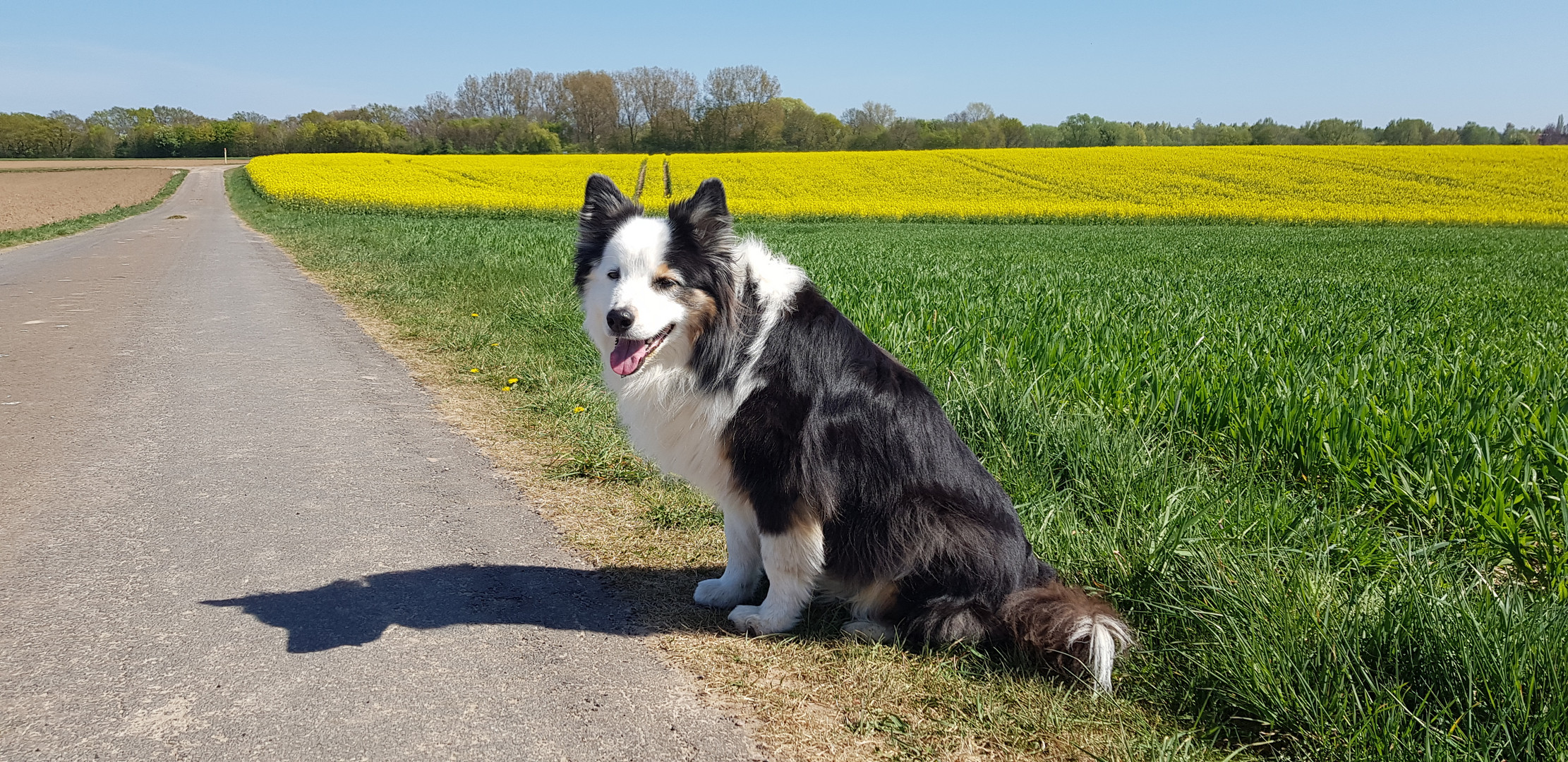 Mein bester Freund im Frühling