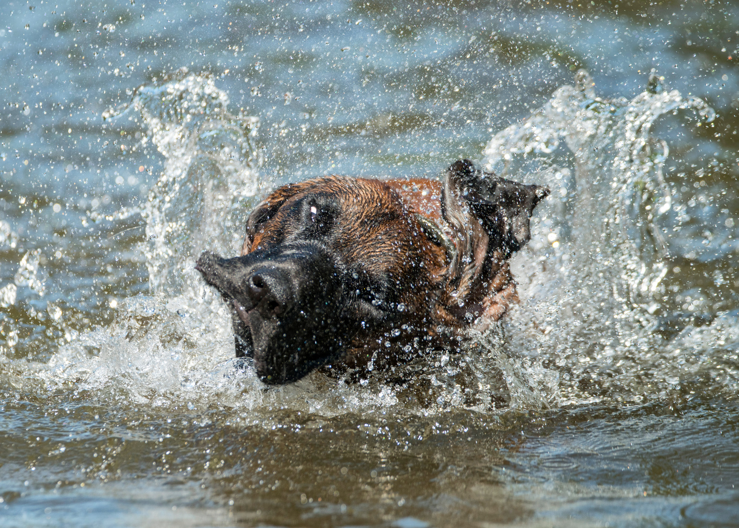 Mein Bester im Wasser ;-))