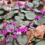 Mein Besuch bei den Cyclamen (II)