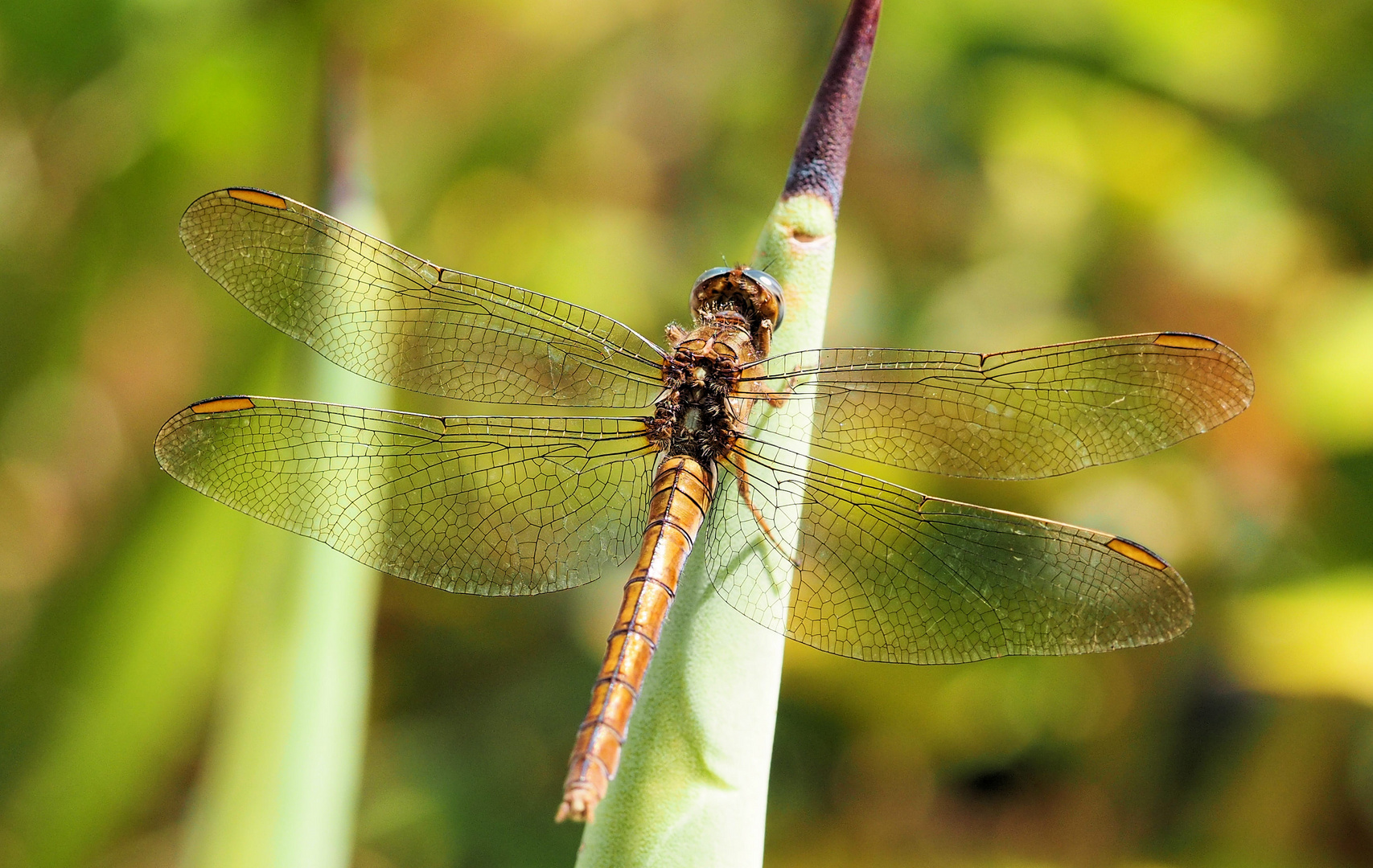 Mein Besuch war wieder da ….