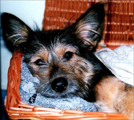 Lucy Hundedame - Fotos & Bilder - Fotografin aus Meck Pomm, Deutschland