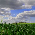 (M)ein Bett im Kornfeld