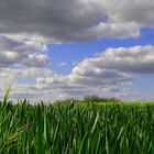 (M)ein Bett im Kornfeld