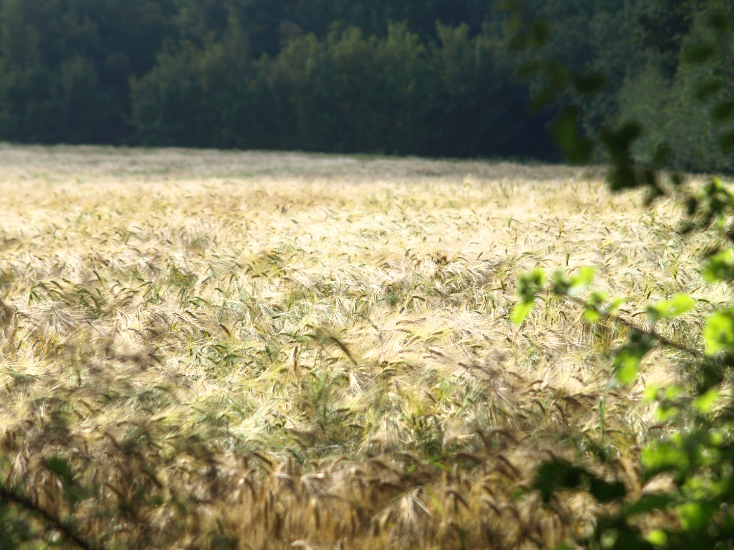 Mein Bett im Kornfeld