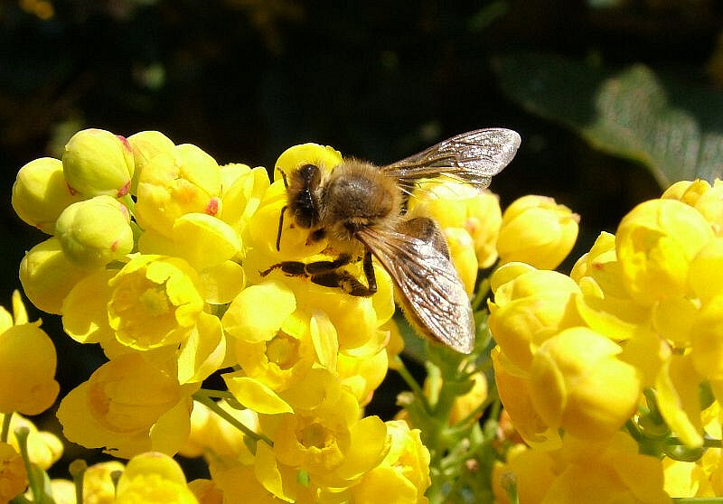 mein bienchen...