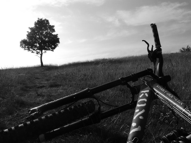 mein bike und ein einsamer baum