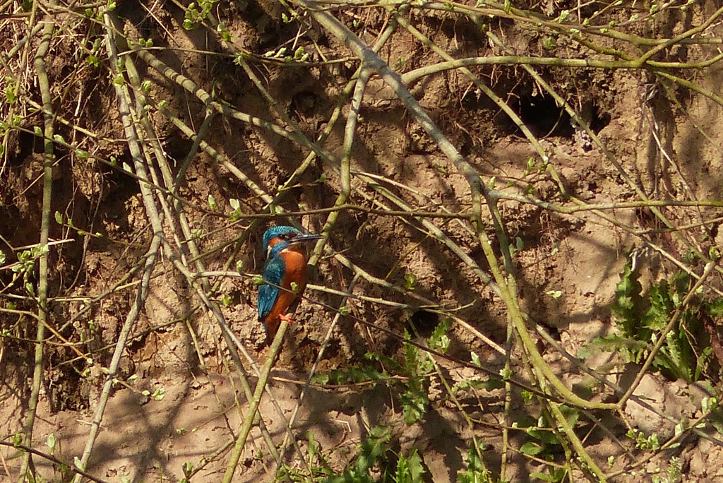 Mein Bild des Tages... ein Eisvogel in einem toten Lippearm