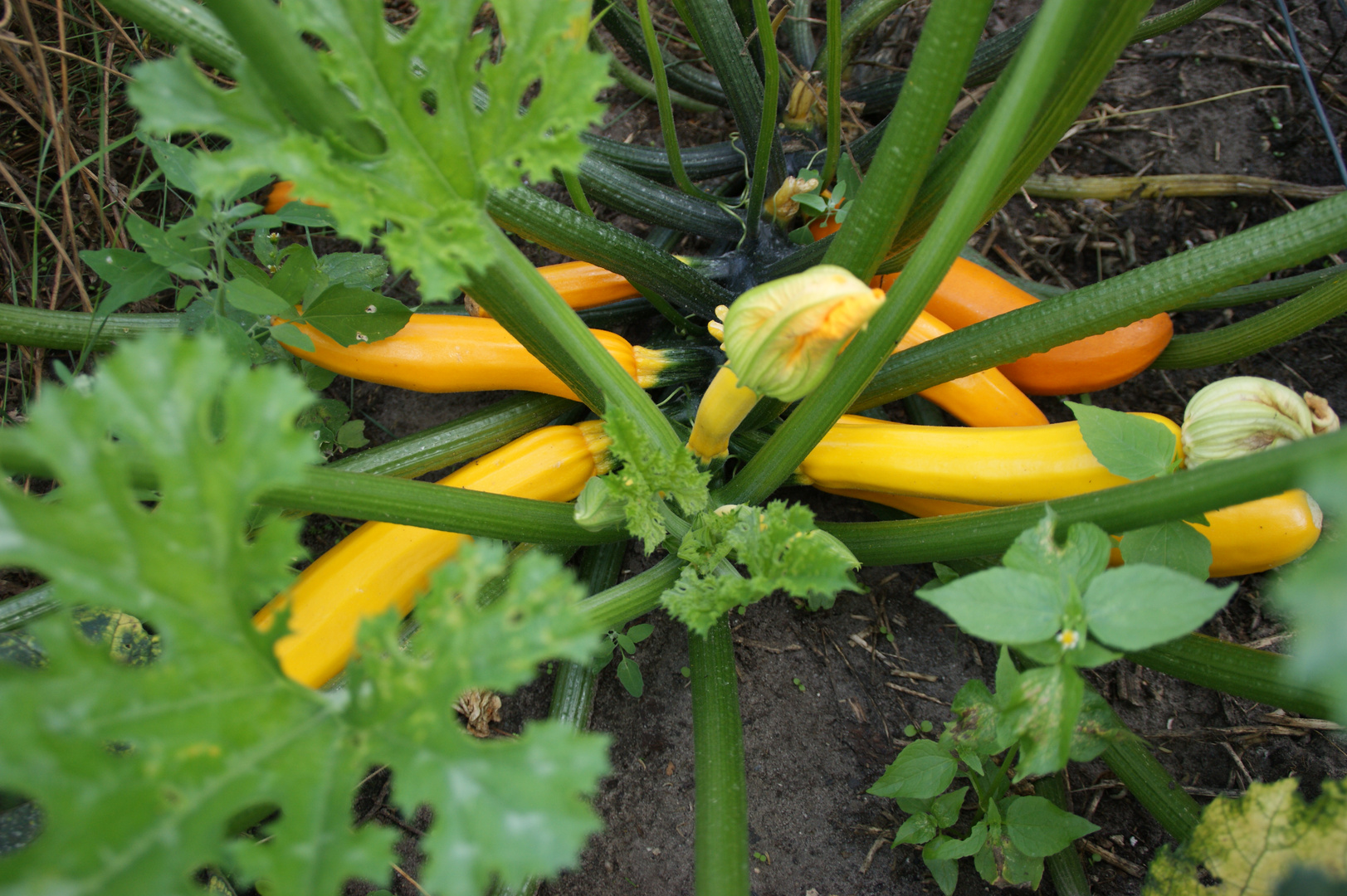 Mein BIO-Gemüsegarten im August Bild 1