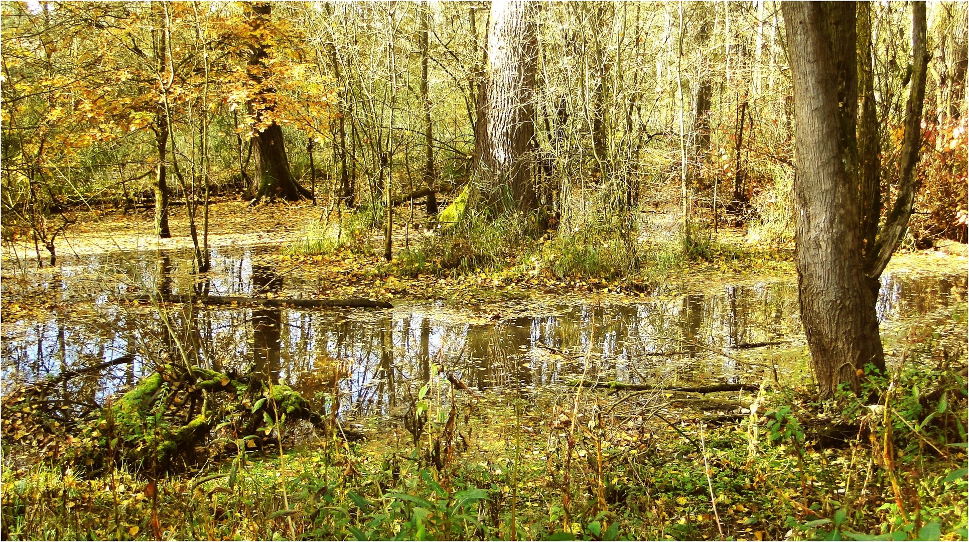 "Mein" Biotop im Herbst 2