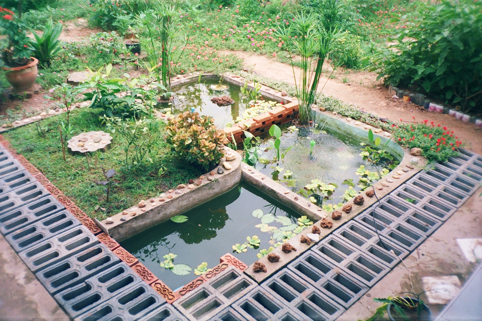 Mein Biotop in Kalasin