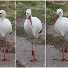 Mein bisher bestes Model ... war dieser Storch.