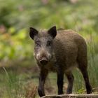 Mein bislang einziges "Wild"schwein