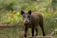 Mein bislang einziges "Wild"schwein