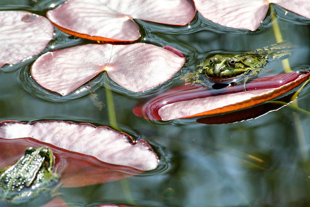 "Mein Blatt-Dein Blatt..."