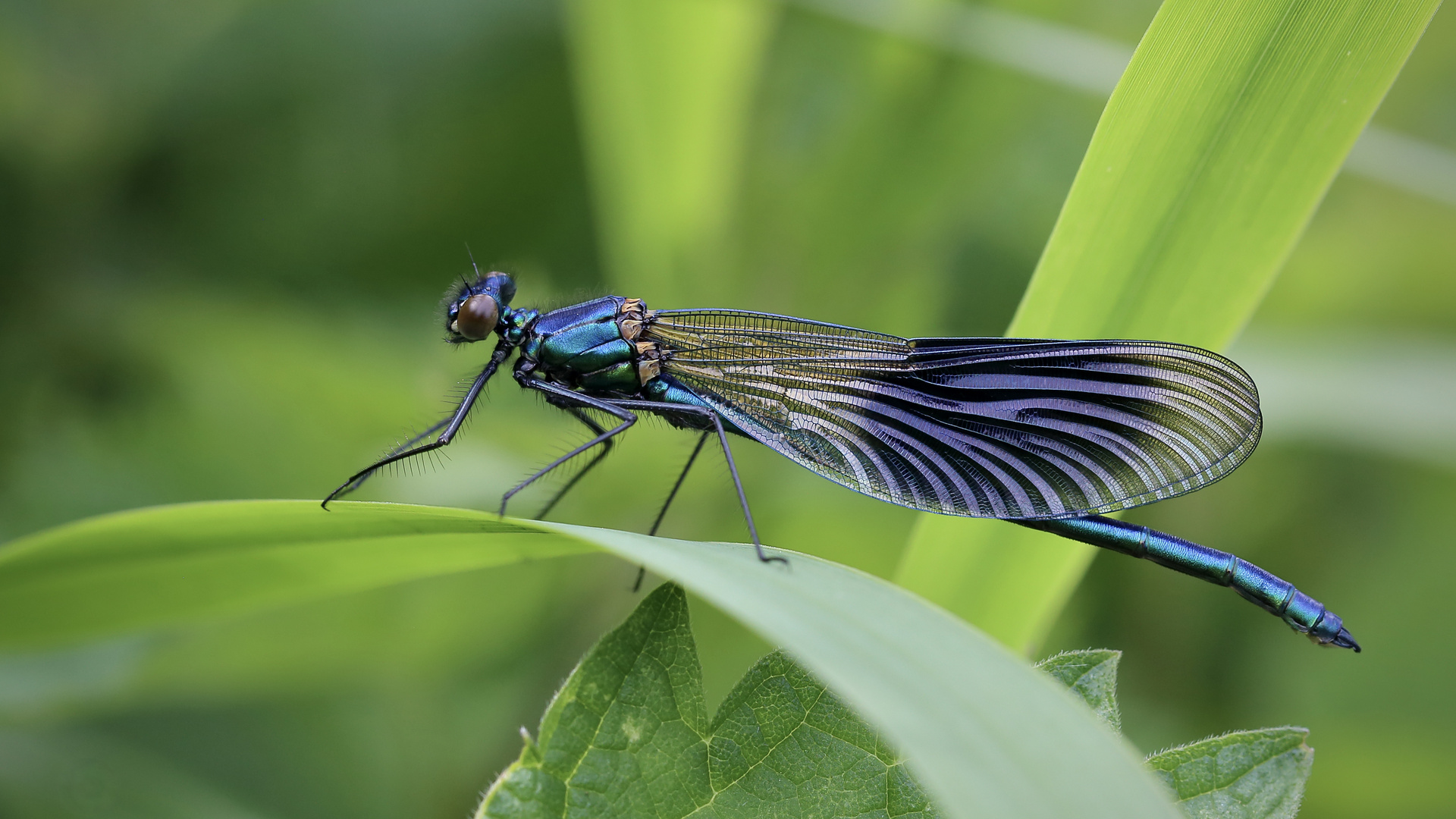 Mein blaues Juwel