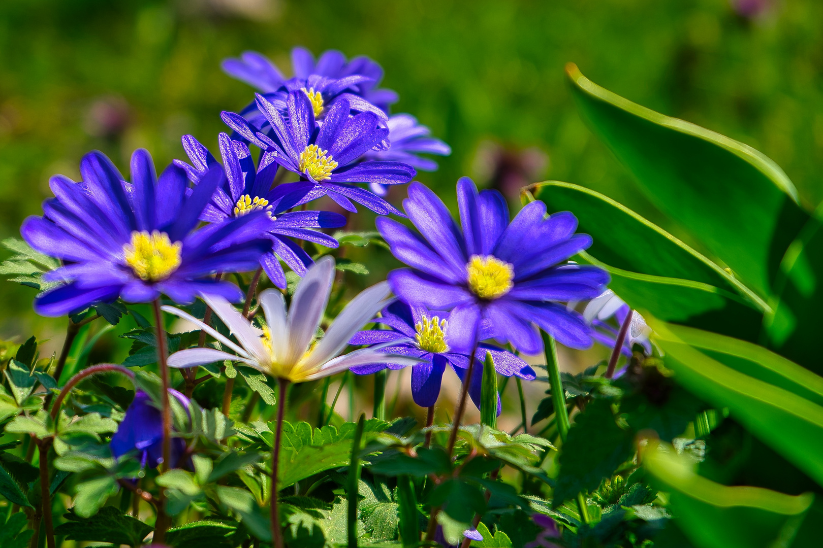 Mein blaues Mittwochsblümchen