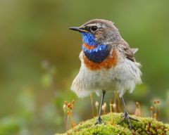 Mein Blaukehlchen