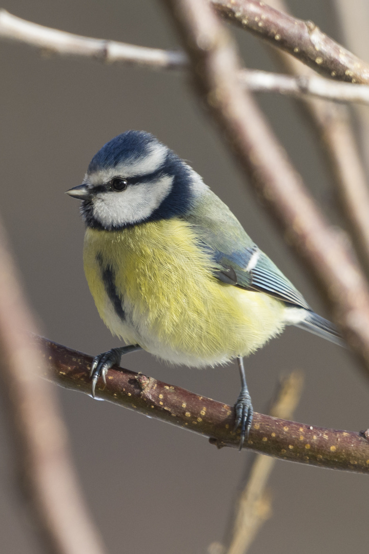 Mein Blaumeisenmodel II