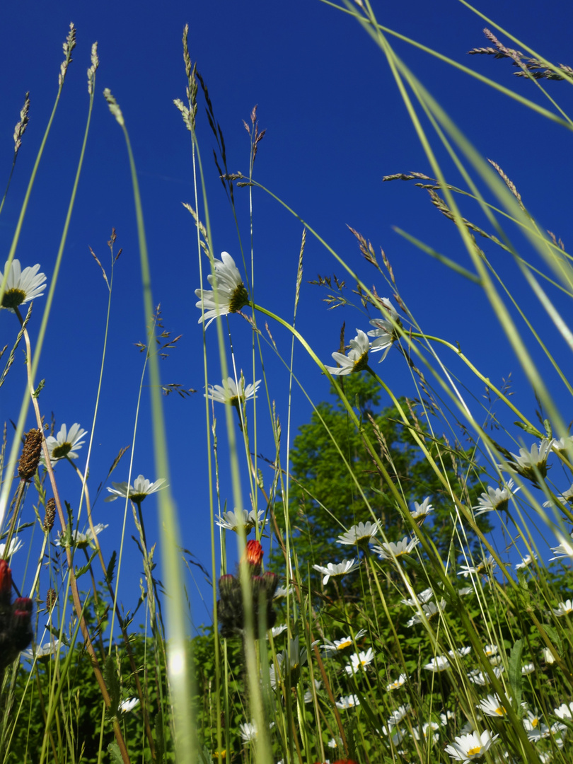 mein Blick beim morgentlichen Aufwachen auf der blumigen Wiese