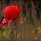 Mein blühender Mohn