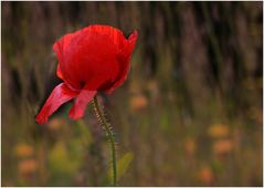 Mein blühender Mohn