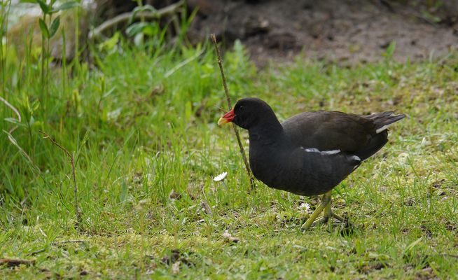 mein Blühpflanzenbesucher