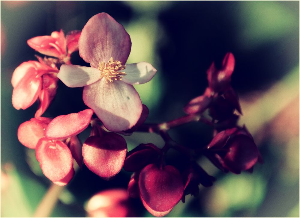 Mein Blümchen...