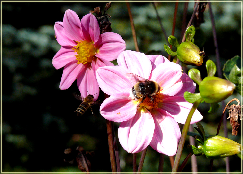 mein Blümchen