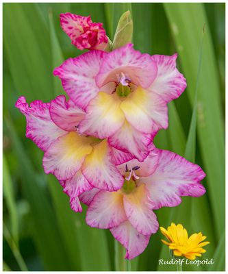 Mein Blümchen zum Mittwoch